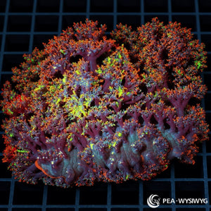 Multicolor Hellfire Anemone (Actinodendron sp.) featuring densely branched purple and burgundy tentacles with fiery orange-red tips and fluorescent yellow-green highlights. WYSIWYG specimen photographed at Pacific East Aquaculture.