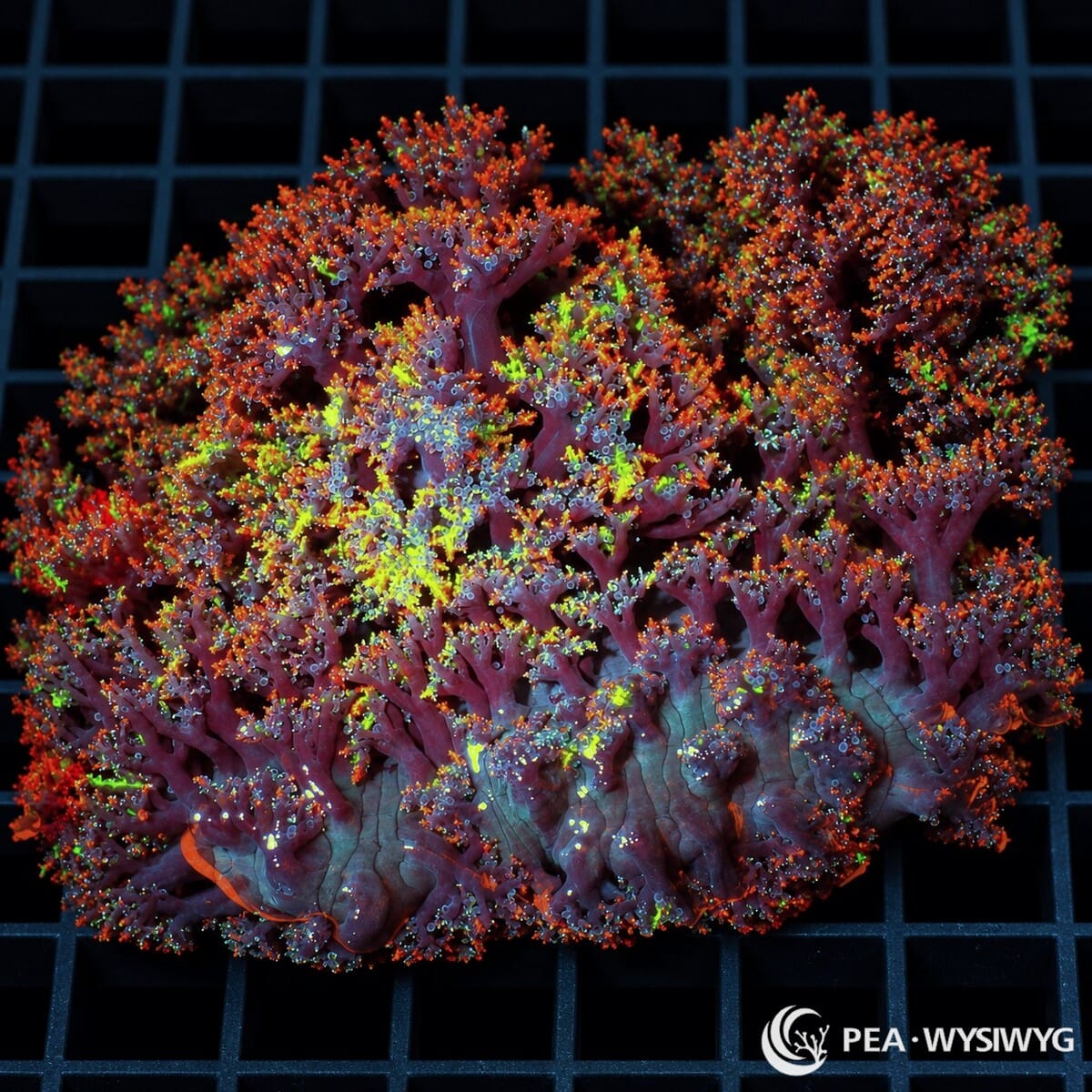 Multicolor Hellfire Anemone (Actinodendron sp.) featuring densely branched purple and burgundy tentacles with fiery orange-red tips and fluorescent yellow-green highlights. WYSIWYG specimen photographed at Pacific East Aquaculture.