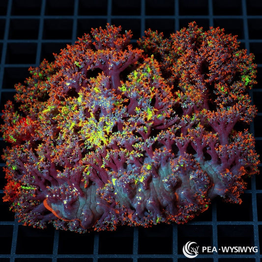 Multicolor Hellfire Anemone (Actinodendron sp.) featuring densely branched purple and burgundy tentacles with fiery orange-red tips and fluorescent yellow-green highlights. WYSIWYG specimen photographed at Pacific East Aquaculture.