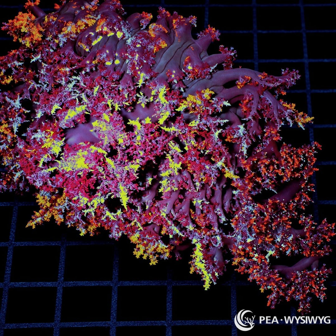 Multicolor Hellfire Anemone (Actinodendron sp.) displaying elaborate burgundy-purple branching tentacles with brilliant magenta, fluorescent yellow, orange, and blue-white accents. WYSIWYG specimen photographed at Pacific East Aquaculture.