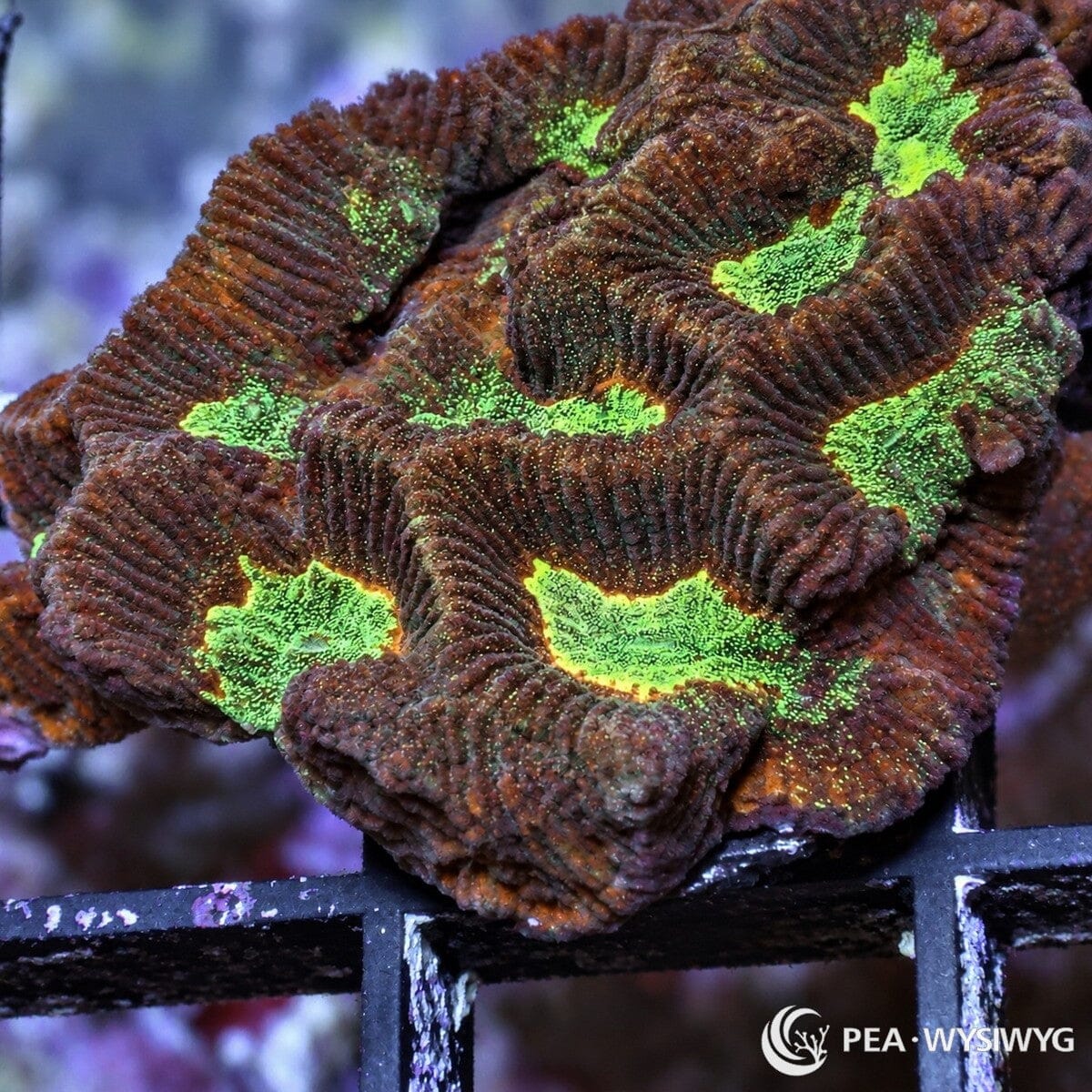 Multicolor Platygyra Platygyra sp. WYSIWYG coral frag with burgundy brown maze ridges, bright green centers, yellow green highlights, and brain coral growth