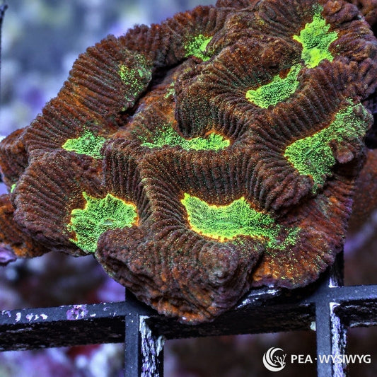 Multicolor Platygyra Platygyra sp. WYSIWYG coral frag with burgundy brown maze ridges, bright green centers, yellow green highlights, and brain coral growth
