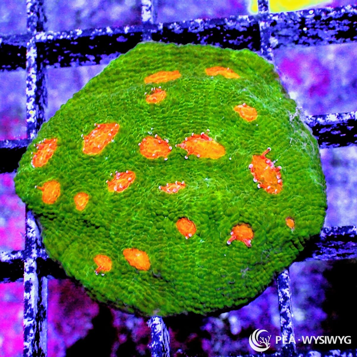 Mummy Eye Chalice Echinophyllia sp. WYSIWYG LPS coral frag with green body and bright orange eyes