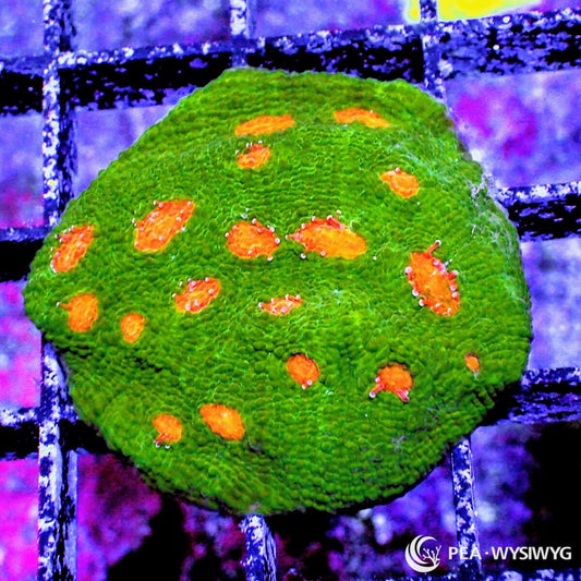 Mummy Eye Chalice Echinophyllia sp. WYSIWYG LPS coral frag with green body and bright orange eyes