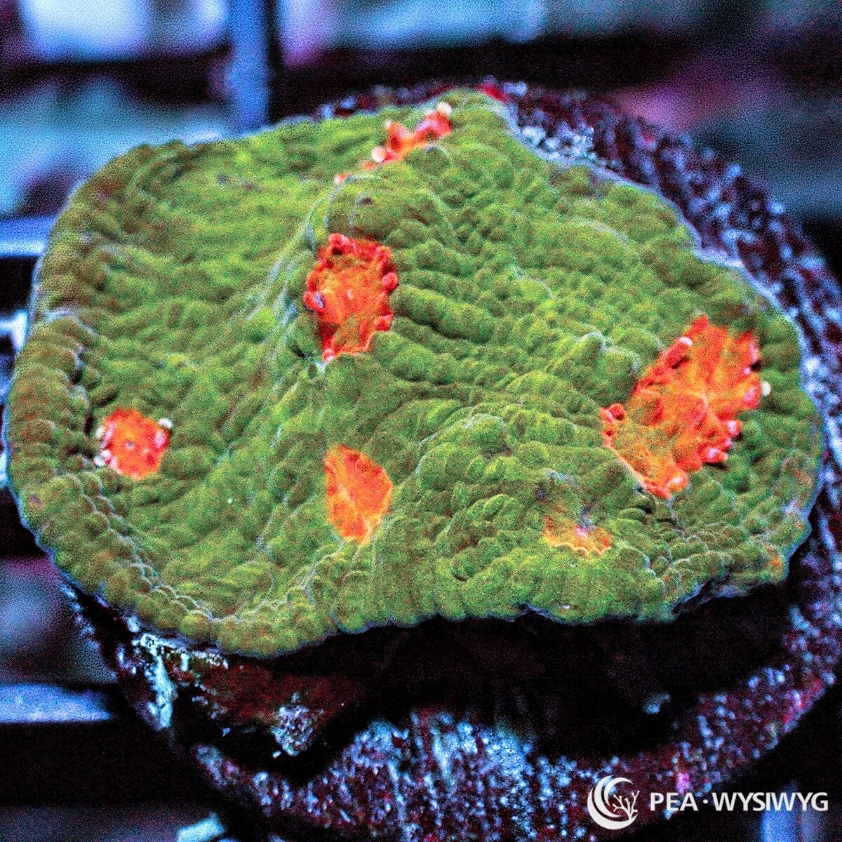 Mummy Eye Chalice Echinophyllia sp. WYSIWYG coral frag with olive green tissue and vivid orange red eyes