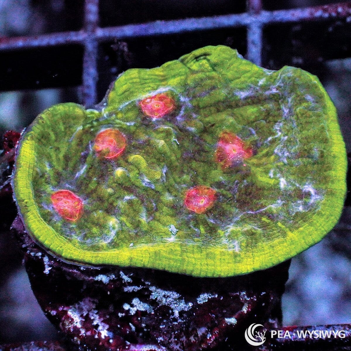 Mummy Eye Chalice Echinophyllia sp. WYSIWYG coral frag with green tissue, lime yellow rim, pink red eyes, and textured chalice growth