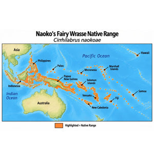 Naoko’s Fairy Wrasse (Cirrhilabrus naokoae) native range map highlighting its Indo-Pacific distribution in orange, including Indonesia, the Philippines, Papua New Guinea, and western and central Pacific island regions.