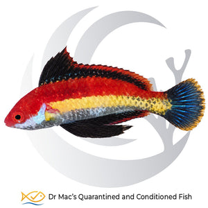 Naoko’s Fairy Wrasse Cirrhilabrus naokoae from Indonesia with vivid red body, yellow lateral stripe, dark fins and blue-black tail