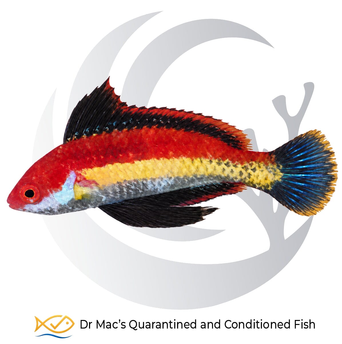 Naoko’s Fairy Wrasse Cirrhilabrus naokoae from Indonesia with vivid red body, yellow lateral stripe, dark fins and blue-black tail