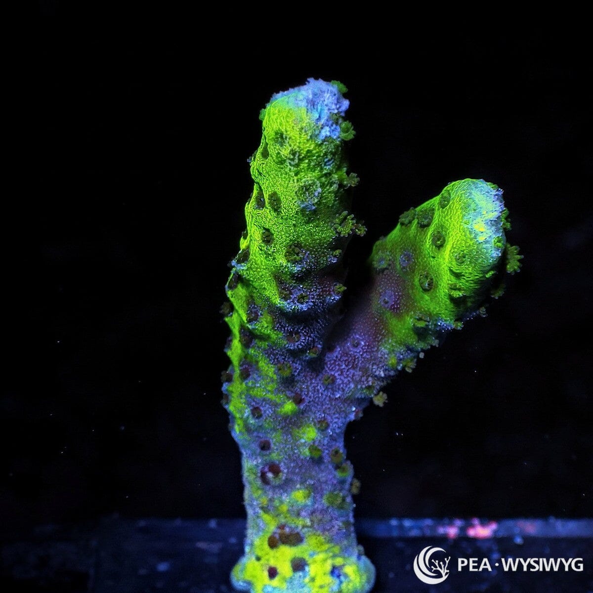 Neon Anacropora Anacropora sp. WYSIWYG coral with fluorescent green branching growth and contrasting blue-lavender coloration