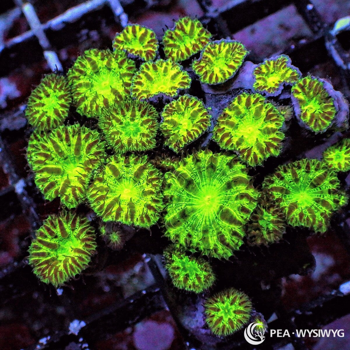 Blastomussa Merletti Blastomussa merleti WYSIWYG coral frag with bright neon green centers, darker radial striping, and clustered polyps