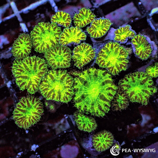 Blastomussa Merletti Blastomussa merleti WYSIWYG coral frag with bright neon green centers, darker radial striping, and clustered polyps