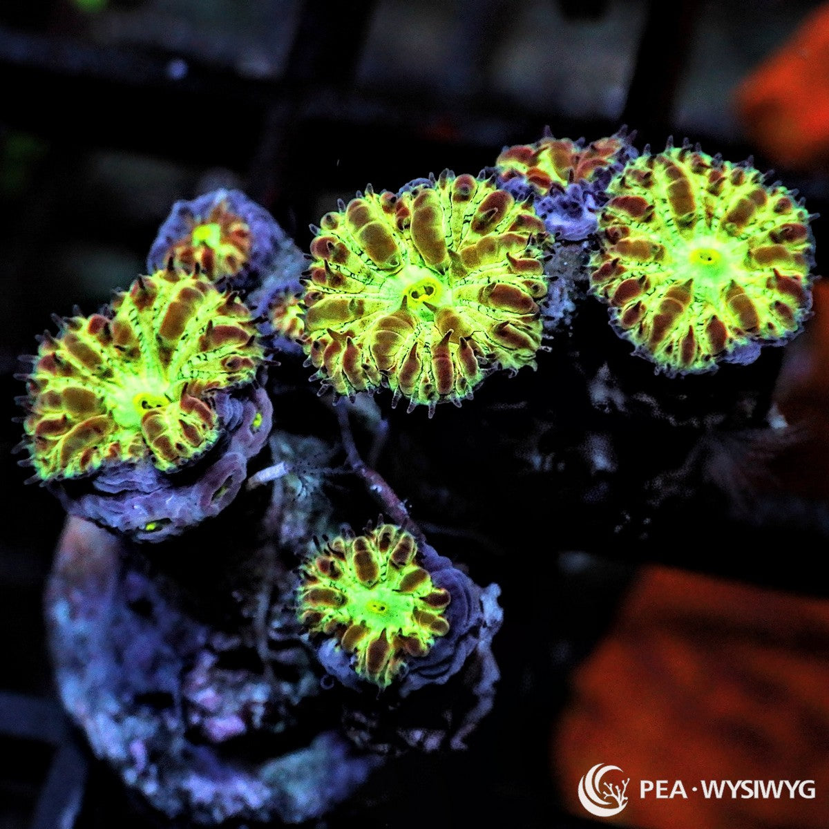 Neon Blastomussa Merletti LPS coral with bright green centers and brown outer polyps, WYSIWYG under $25 frag