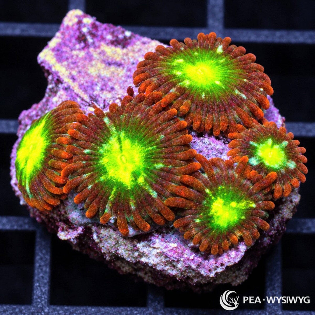 Neon Bonkers Zoanthids Zoanthus sp. with burnt-orange skirts, fluorescent green oral discs, bright yellow-green centers, and turquoise radial markings
