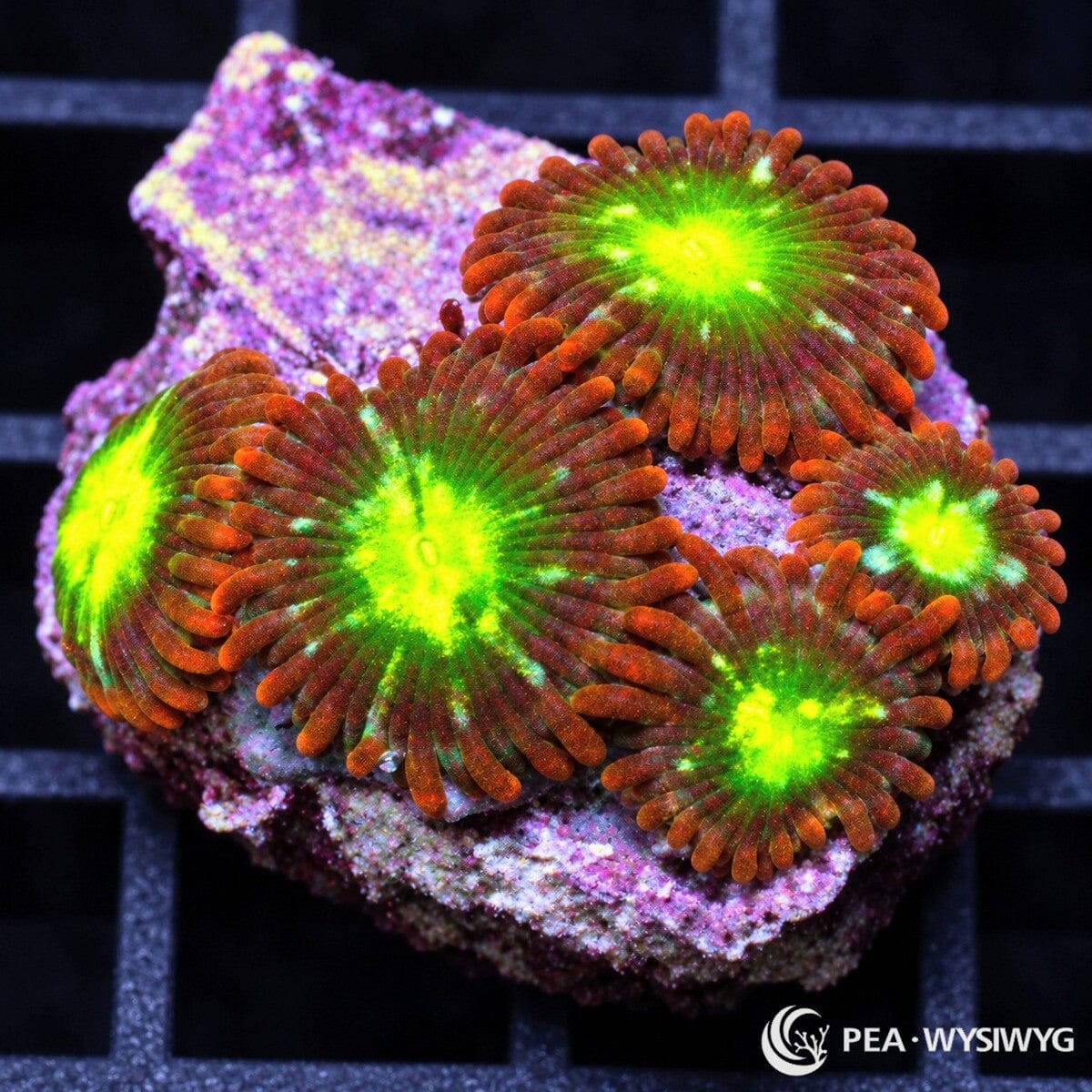 Neon Bonkers Zoanthids Zoanthus sp. with burnt-orange skirts, fluorescent green oral discs, bright yellow-green centers, and turquoise radial markings