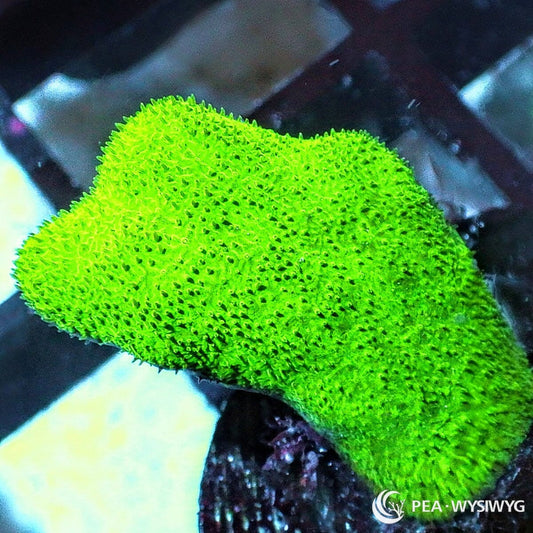 Neon Branching Psammacora aquacultured SPS coral with bright neon coloration and branching growth