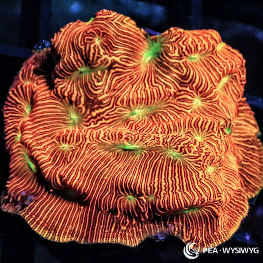 Neon Jack O Lantern Leptoseris coral WYSIWYG frag with glowing orange body and bright green eyes