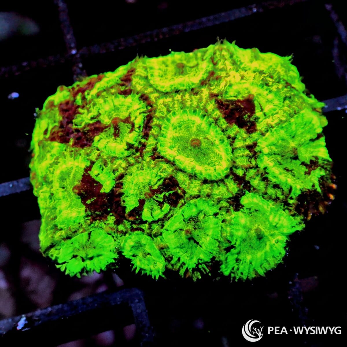 Neon Lemon Lime Favia Dipsastraea sp. WYSIWYG Premium Frag with fluorescent lemon lime green corallites and contrasting burgundy red reef coral tissue