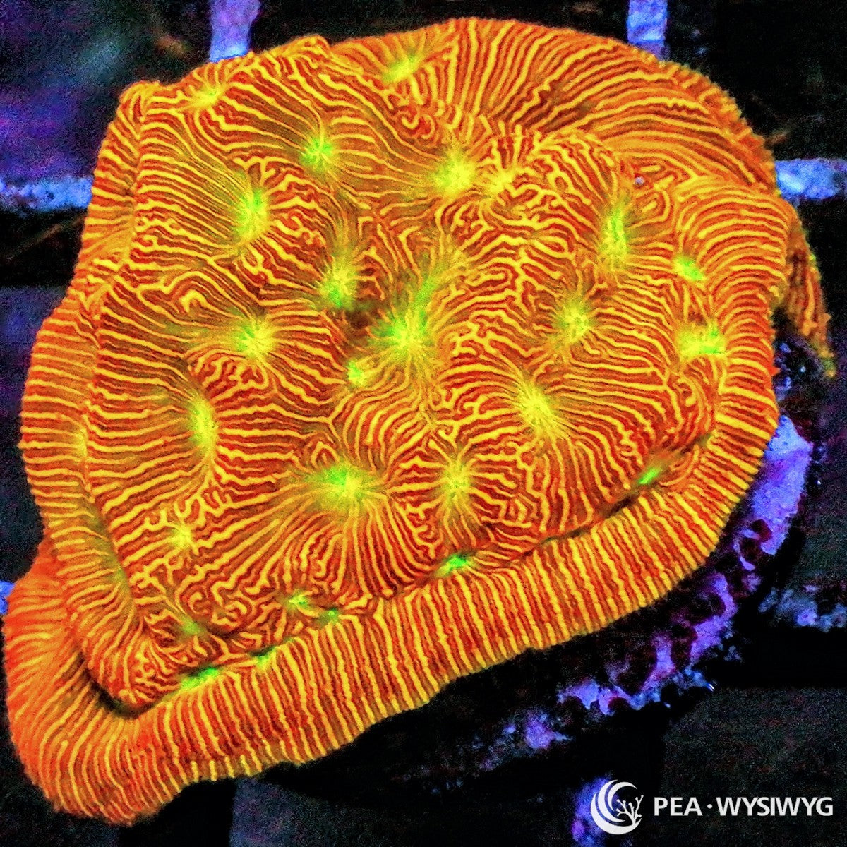 Neon Leptoseris Leptoseris sp. WYSIWYG coral frag with orange gold tissue, maze-like red striping, neon green eyes, and plating growth