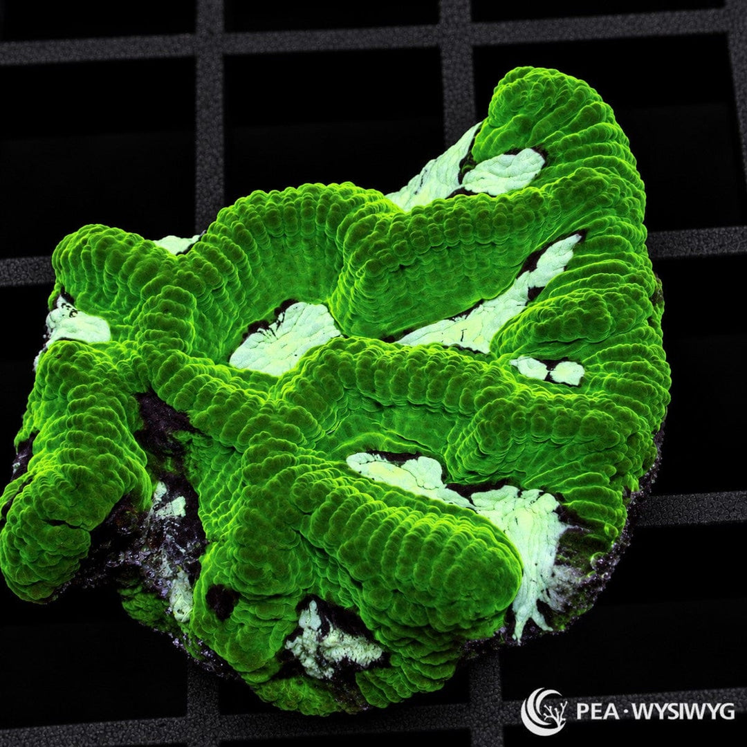 Neon Platygyra Maze Brain Platygyra sp. coral with intensely fluorescent green maze-like ridges and contrasting pale cream-white areas