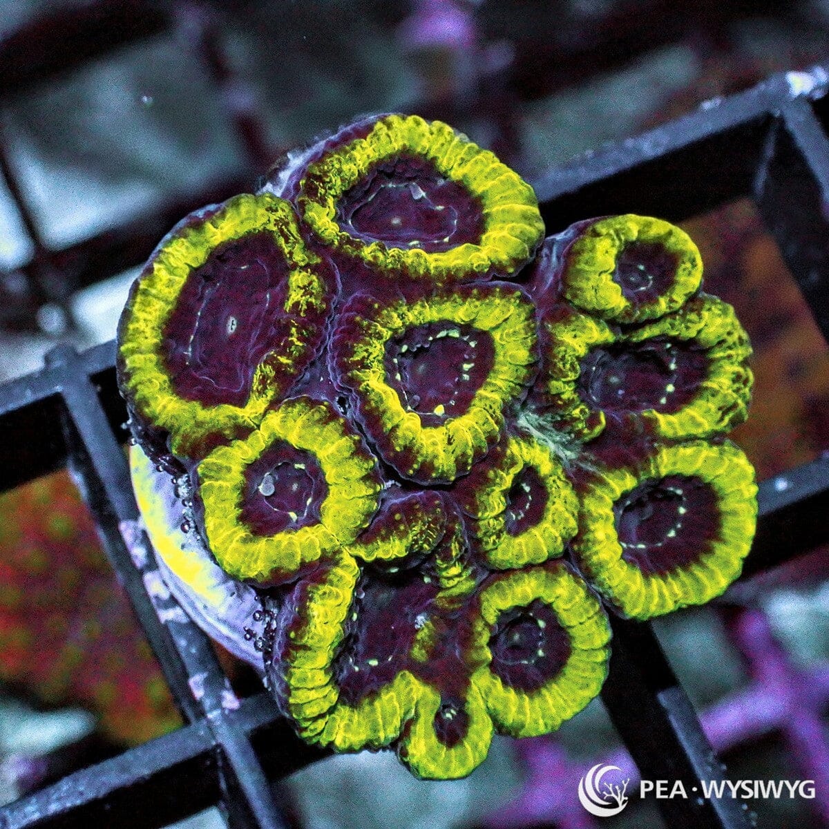 Neon Plesiastrea Plesiastrea versipora WYSIWYG coral frag with burgundy purple centers and bright neon yellow-green rims