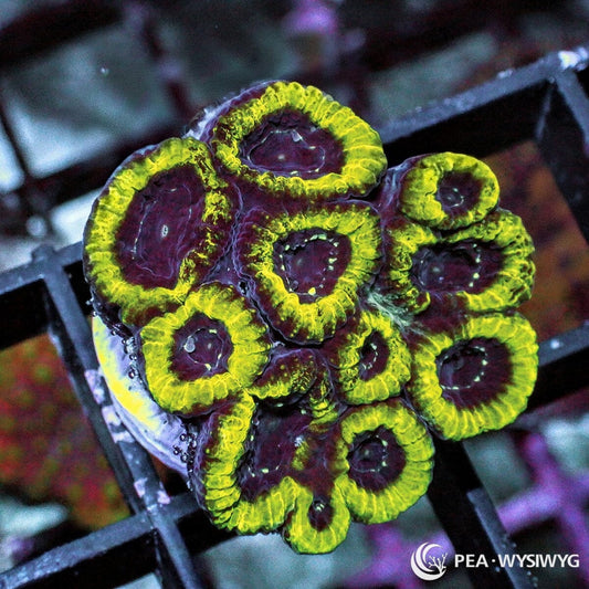 Neon Plesiastrea Plesiastrea versipora WYSIWYG coral frag with burgundy purple centers and bright neon yellow-green rims