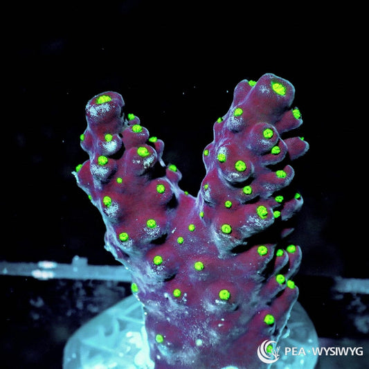 Neon Polyp Chocolate Acropora Acropora sp. WYSIWYG coral with dark chocolate-burgundy branches and fluorescent neon green polyps