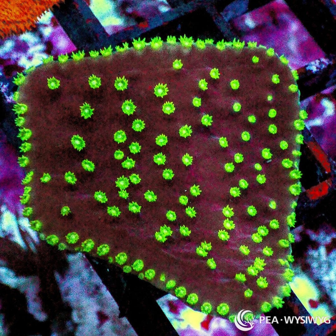 Neon Polyp Scrolling Turbinaria