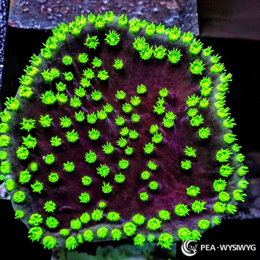 Neon Polyp Scrolling Turbinaria Turbinaria reniformis WYSIWYG coral frag with burgundy purple plate and bright neon green polyps
