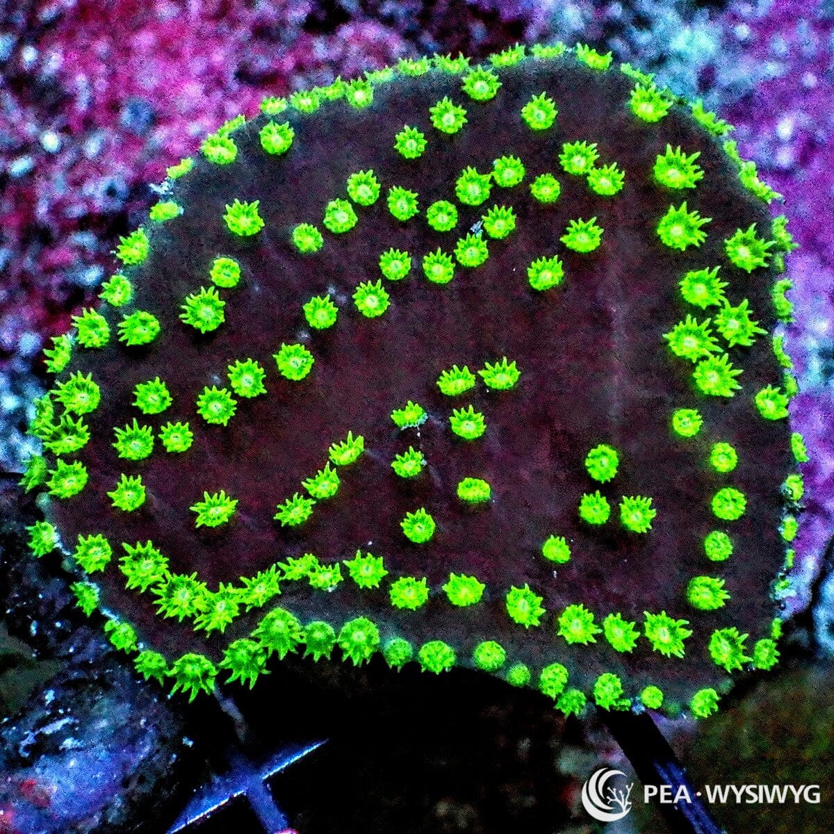 Neon Polyp Scrolling Turbinaria Turbinaria sp. WYSIWYG coral with dark burgundy plating tissue and fluorescent neon green polyps