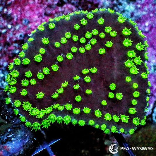 Neon Polyp Scrolling Turbinaria Turbinaria sp. WYSIWYG coral with dark burgundy plating tissue and fluorescent neon green polyps
