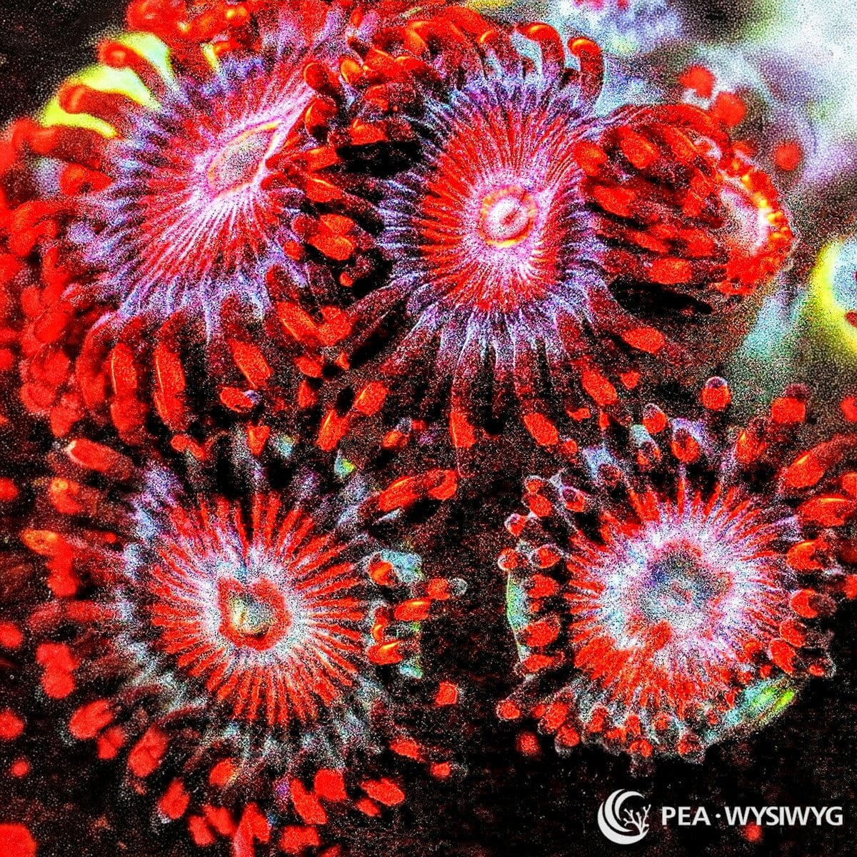 Neon Rubies Zoanthids Zoanthus sp. WYSIWYG soft coral frag with ruby red pink polyps, pale lavender radial highlights, dark skirts, and red orange tips