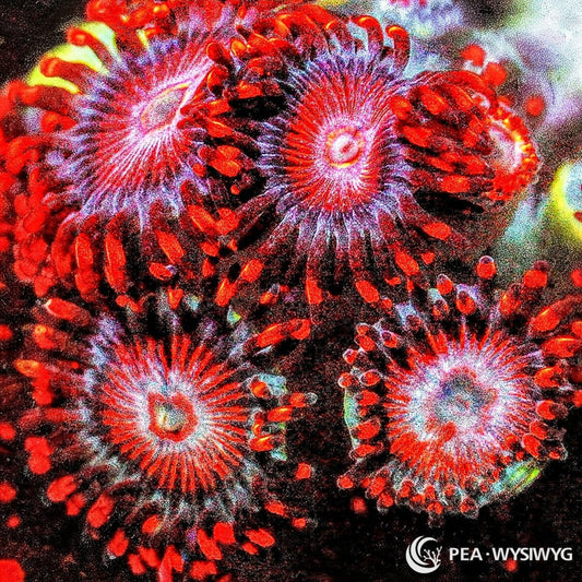 Neon Rubies Zoanthids Zoanthus sp. WYSIWYG soft coral frag with ruby red pink polyps, pale lavender radial highlights, dark skirts, and red orange tips