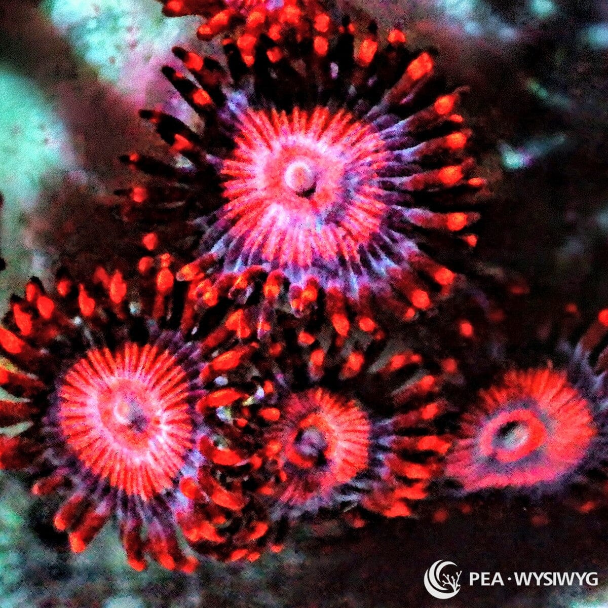 Neon Rubies Zoanthids Zoanthus sp. WYSIWYG soft coral frag with ruby red pink polyps, dark skirts, and bright red orange tips