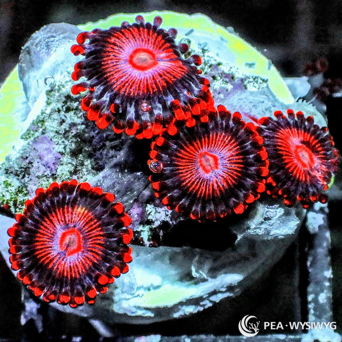 Neon Rubies Zoanthids Zoanthus sp. WYSIWYG colony with dark burgundy polyps and brilliant ruby red skirts