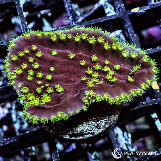 Neon Scrolling Turbinaria Turbinaria reniformis WYSIWYG Under $25 coral frag