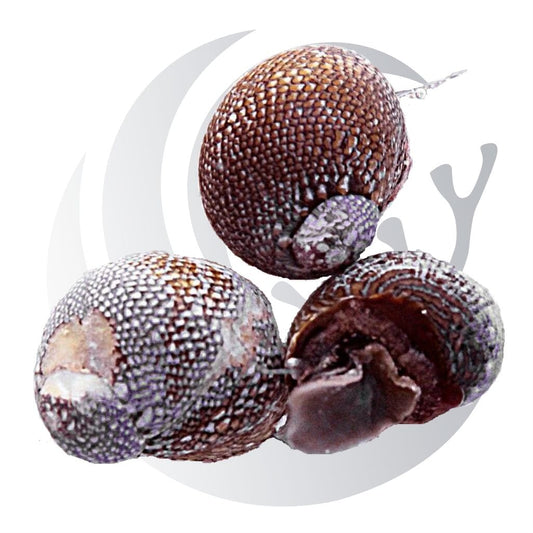 Nerite Snail (Nerita spp.), film algae grazer, small saltwater aquarium invert
