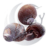 Nerite Snail (Nerita spp.), film algae grazer, small saltwater aquarium invert