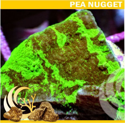 Nugget Chamo Astreopora