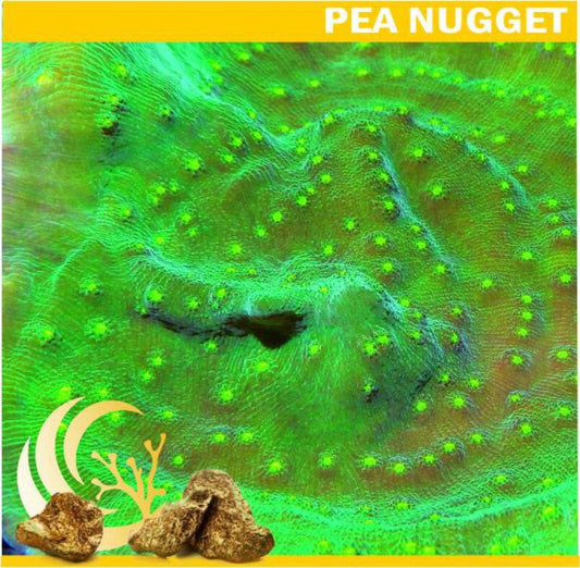 Nugget Alien Eye Chalice