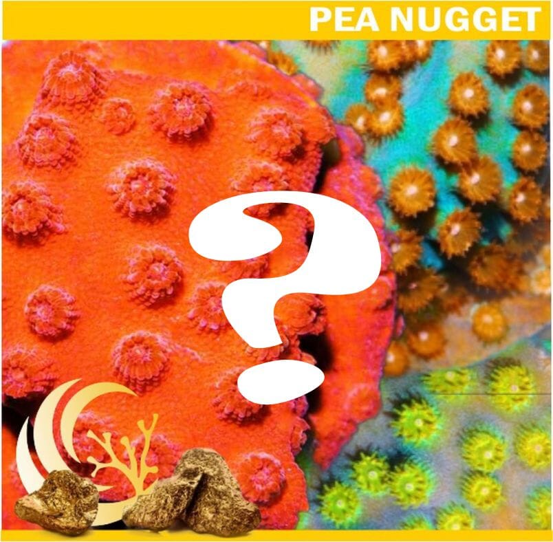 Nugget Mystery Cyphastrea