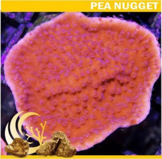 Nugget Blood Pool Montipora