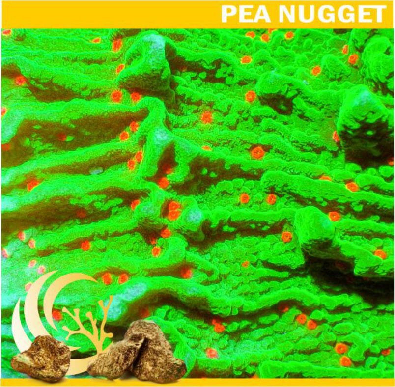 The Grinch Montipora has red polyps on a green background and is a plating montipora
