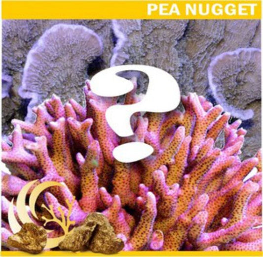 Nugget SPS Mystery Coral