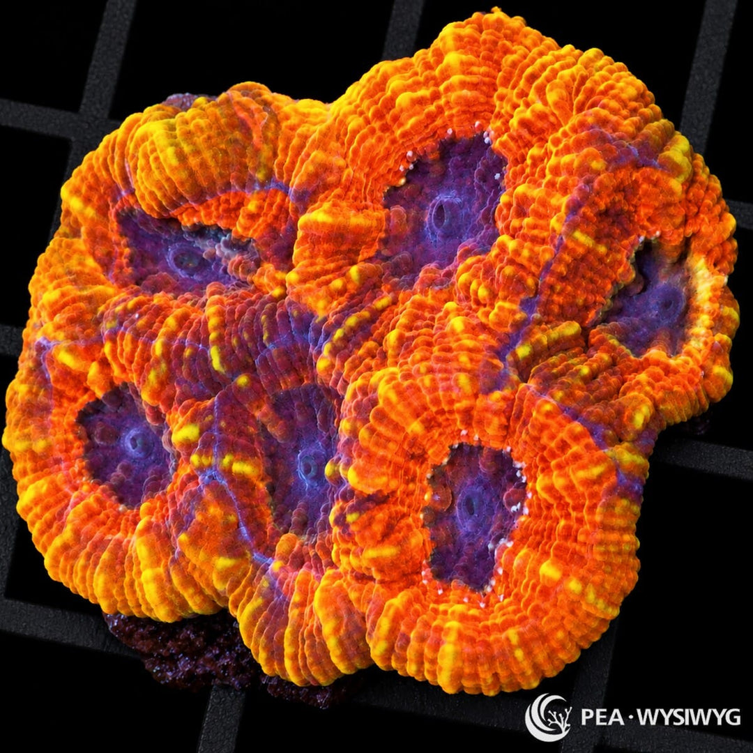 Orange Acan Echinata Micromussa echinata coral with vivid orange-red tissue, deep purple centers, and scattered yellow highlights