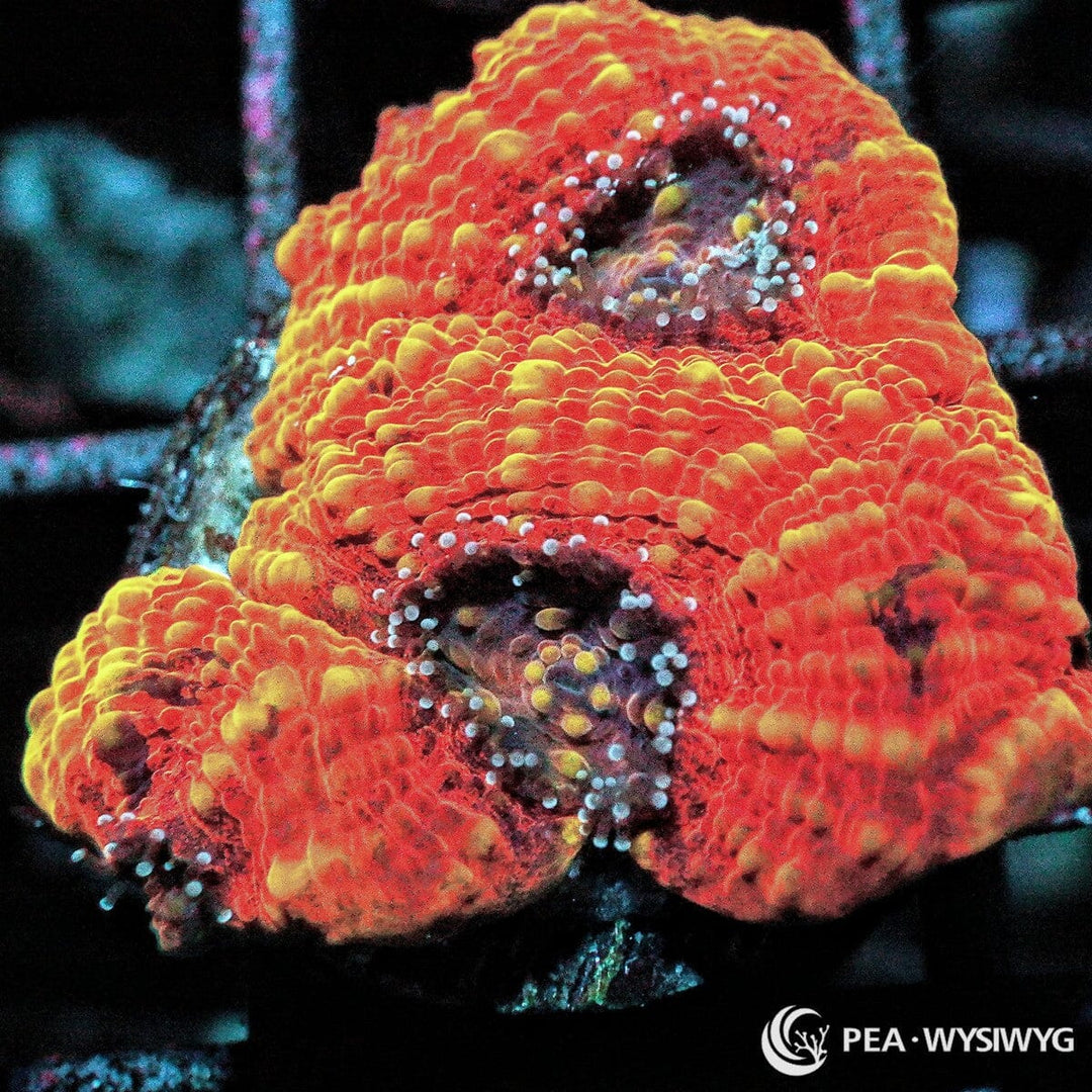 Orange Acan echinata coral WYSIWYG frag with bright orange tissue and textured LPS growth