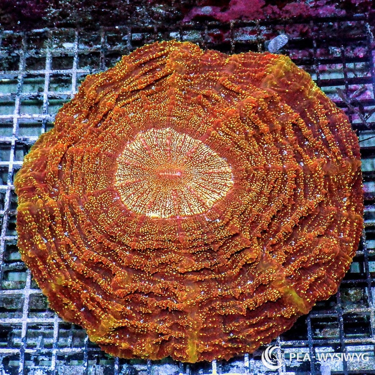 Orange Acanthophyllia Acanthophyllia deshayesiana WYSIWYG coral colony with burnt orange tissue, golden speckling, and bright circular center