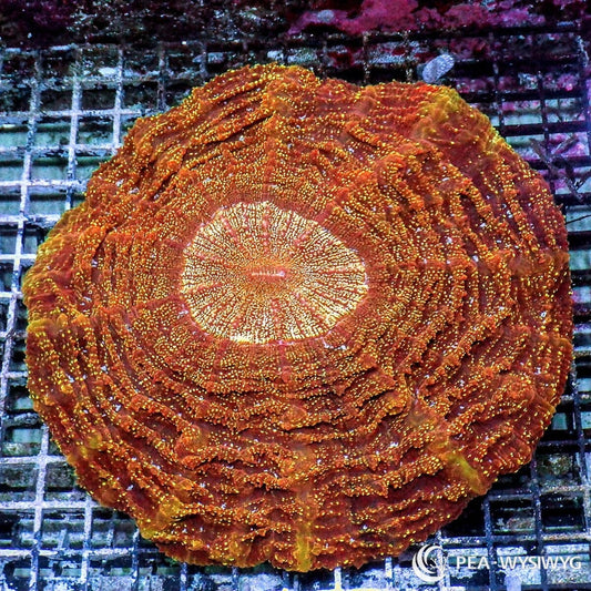 Orange Acanthophyllia Acanthophyllia deshayesiana WYSIWYG coral colony with burnt orange tissue, golden speckling, and bright circular center