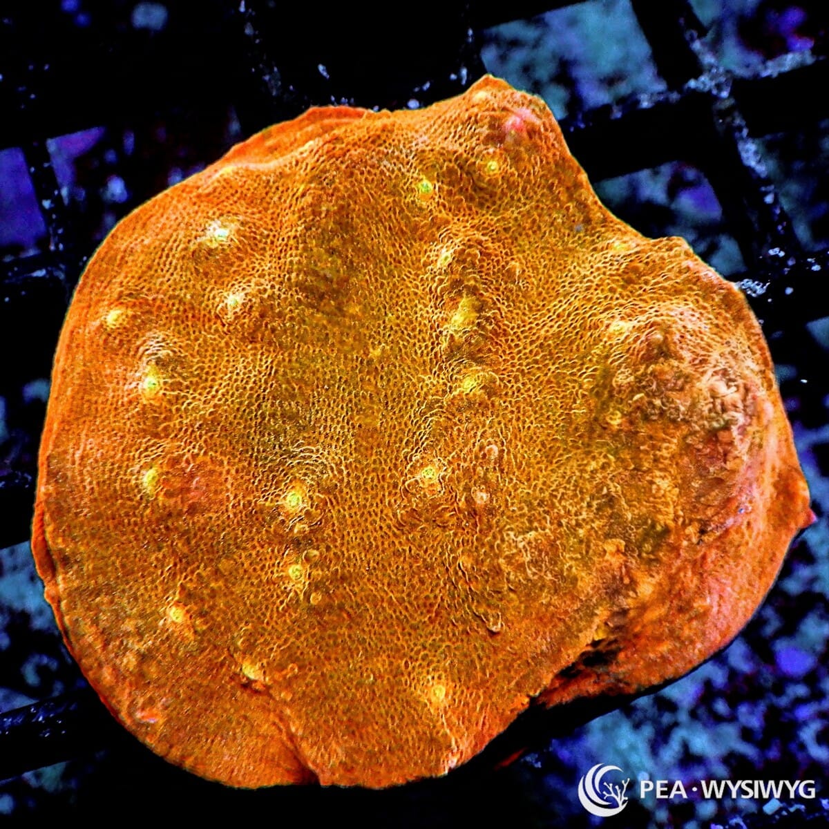 Orange Chalice Echinophyllia sp. WYSIWYG coral frag with rich orange tissue, golden highlights, small green accents, and textured encrusting plating growth