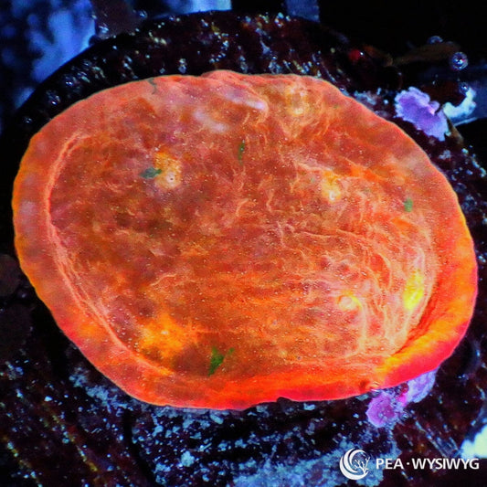 Orange Chalice coral WYSIWYG frag with glowing orange coloration and smooth plating LPS growth